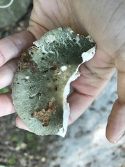 Russula parvovirescens