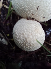 Lycoperdon perlatum