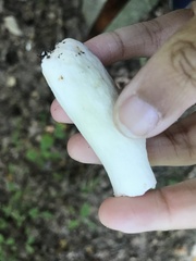 Russula parvovirescens