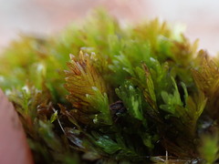 Fissidens ventricosus