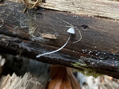 Mycena tenerrima