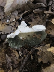 Russula parvovirescens