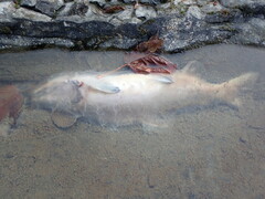 Oncorhynchus gorbuscha