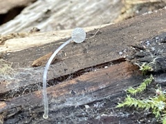 Mycena tenerrima