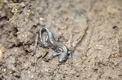 Ambystoma laterale