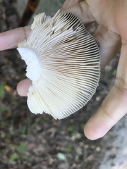 Russula parvovirescens