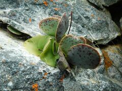 Adromischus maculatus