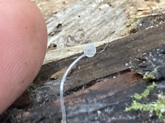 Mycena tenerrima