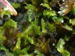 Fissidens ventricosus