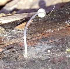 Mycena tenerrima