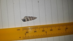 Zeacumantus lutulentus