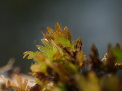 Fissidens ventricosus