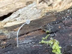Mycena tenerrima