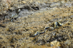 Ambystoma laterale