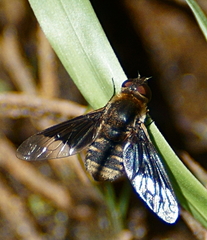Paravilla separata