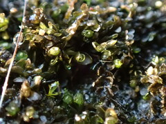 Jungermannia atrovirens