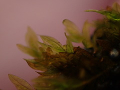 Fissidens ventricosus