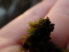 Fissidens ventricosus