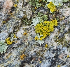 Xanthomendoza ulophyllodes
