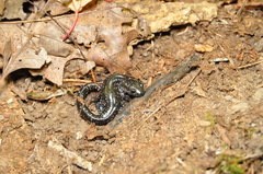 Ambystoma laterale