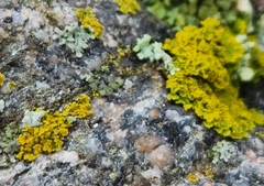 Xanthomendoza ulophyllodes