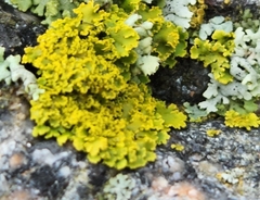 Xanthomendoza ulophyllodes