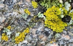 Xanthomendoza ulophyllodes