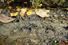 Ambystoma laterale