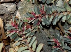 Euphorbia peplis