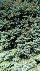 Picea pungens