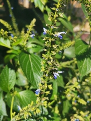 Salvia