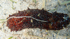 Holothuria poli