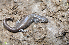 Ambystoma laterale
