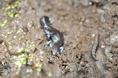 Ambystoma laterale