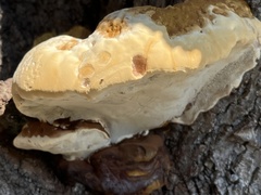 Ganoderma polychromum