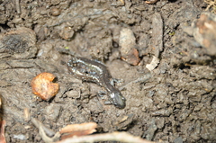 Ambystoma laterale
