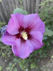 Hibiscus syriacus