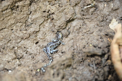 Ambystoma laterale