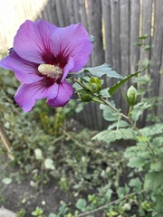 Hibiscus syriacus