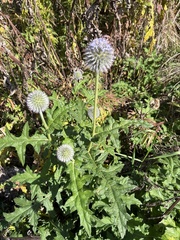 Echinops