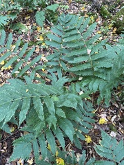 Dryopteris goldieana