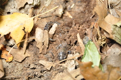 Ambystoma laterale