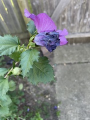 Hibiscus syriacus