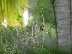 Sporophila morelleti