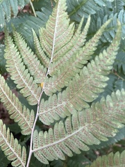Dryopteris goldieana