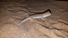 Ptenopus garrulus