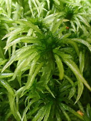 Sphagnum riparium