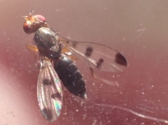 Geomyza tripunctata