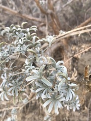 Lupinus paynei