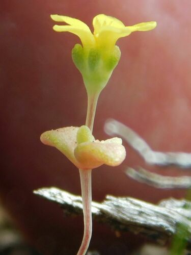 Crassula sebaeoides